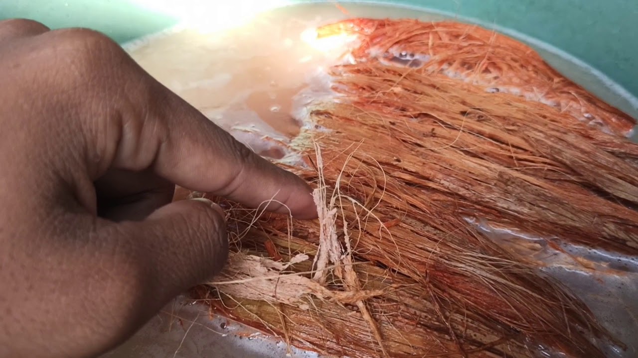 OH...TERNYATA BEGINI CARA BIKIN TUAK (MINUMAN KHAS BALI)