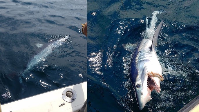Shark Fishing - New England - 480lb+ Thresher Shark 