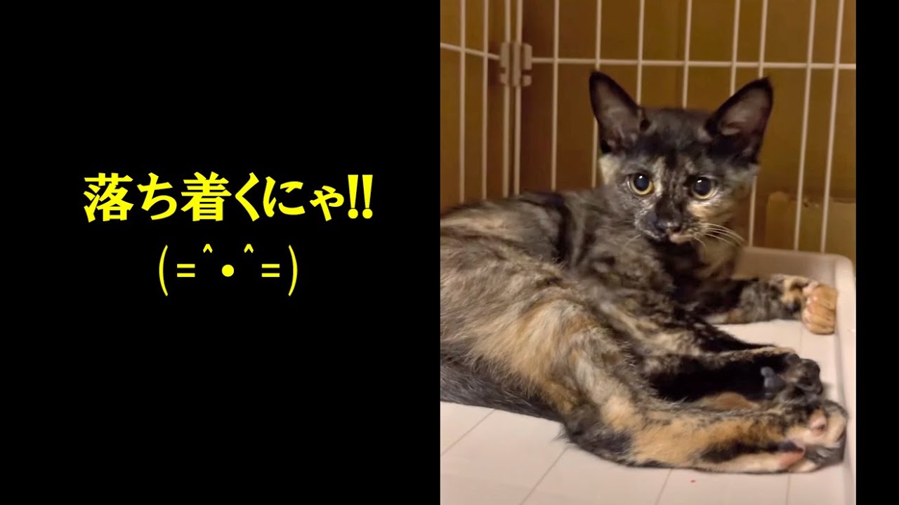 🏥保護から1ヵ月半の子猫💉ワクチン２回目接種後😿少し大人びて落ち着きも出てきたよ  A kitten that has grown up