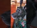 lady the dog wants my breakfast #dog #dogshorts #cutedog #dogsofinstagram #dogsofyoutube #dog
