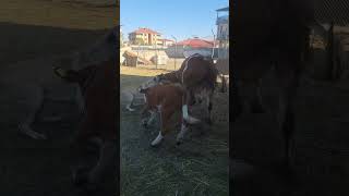 ☠️I Wonder How They Get Used To Each Other? Acaba Nasıl Alışırlar
