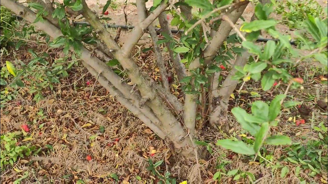 satisfying easy method of pruning Pomegranate plants - YouTube