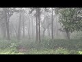 family vacation stop 2 ( foggy forest 🫈 )  #strange 