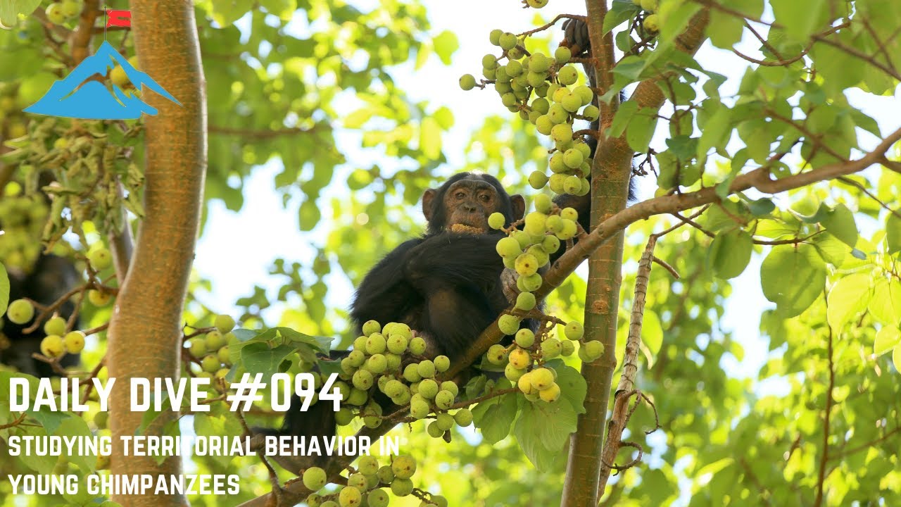 Daily Dive # 094 | Studying Territorial Behaviour in Chimpanzees