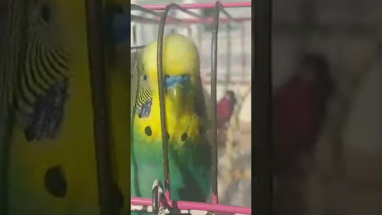 😴 #birds #parrot #muhabbetkuşu #budgies #funny #love #pets #muhabbetkuşufıstık #cute