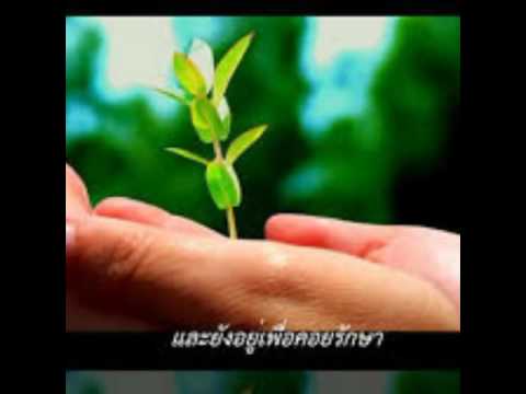 เพลงต้นไม้ของพ่อ