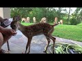 Dinner with bambi the whitetail deer fawn day 31