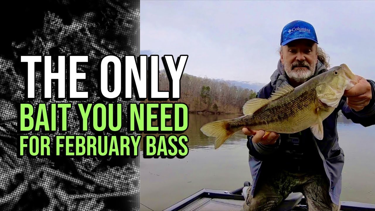 The Only Bait You Need For February Bass #lakelanierfishing2024  #bassfishing