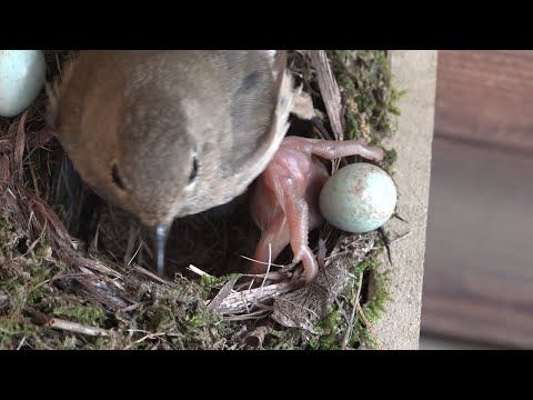 Video: Daurian Ormangülü