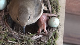 Cuckoo chick coup - Common cuckoo&#39;s deposition, Daurian redstart.