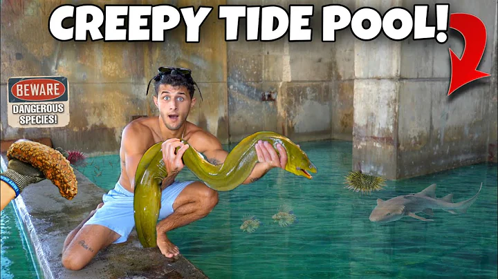 FISH TRAP Catches MORAY EEL In CREEPY Tide Pool!!