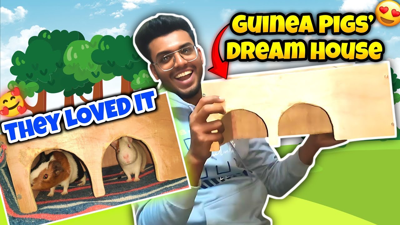 Finally Aaj Guinea Pigs Ko Hidden Space Gift Kar Hi Diya 😍 | They Loved It!