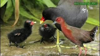 SUARA Mp3 BURUNG MANDAR DAN TIKUSAN MERAH