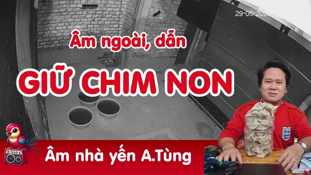 👍 Âm nhà yến giữ chim non từ anh Tùng chia sẻ