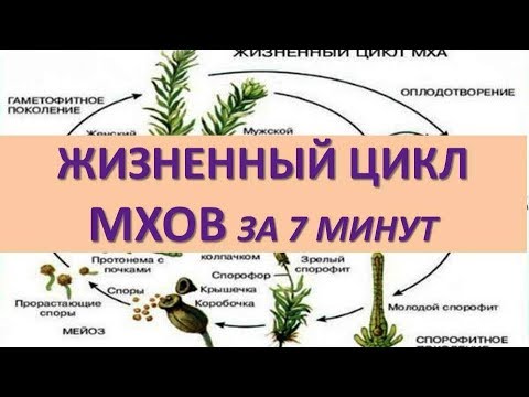 ЖИЗНЕННЫЙ ЦИКЛ МХОВ ЗА 7 МИНУТ (+ задания из ЕГЭ)