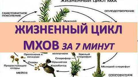 ЖИЗНЕННЫЙ ЦИКЛ МХОВ ЗА 7 МИНУТ (+ задания из ЕГЭ)