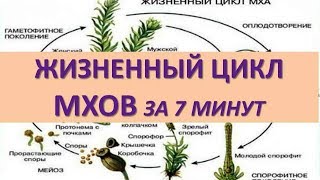 ЖИЗНЕННЫЙ ЦИКЛ МХОВ ЗА 7 МИНУТ (+ задания из ЕГЭ) ЖИЗНЕННЫЙ ЦИКЛ МХОВ ЗА 7 МИНУТ (+ задания из ЕГЭ)