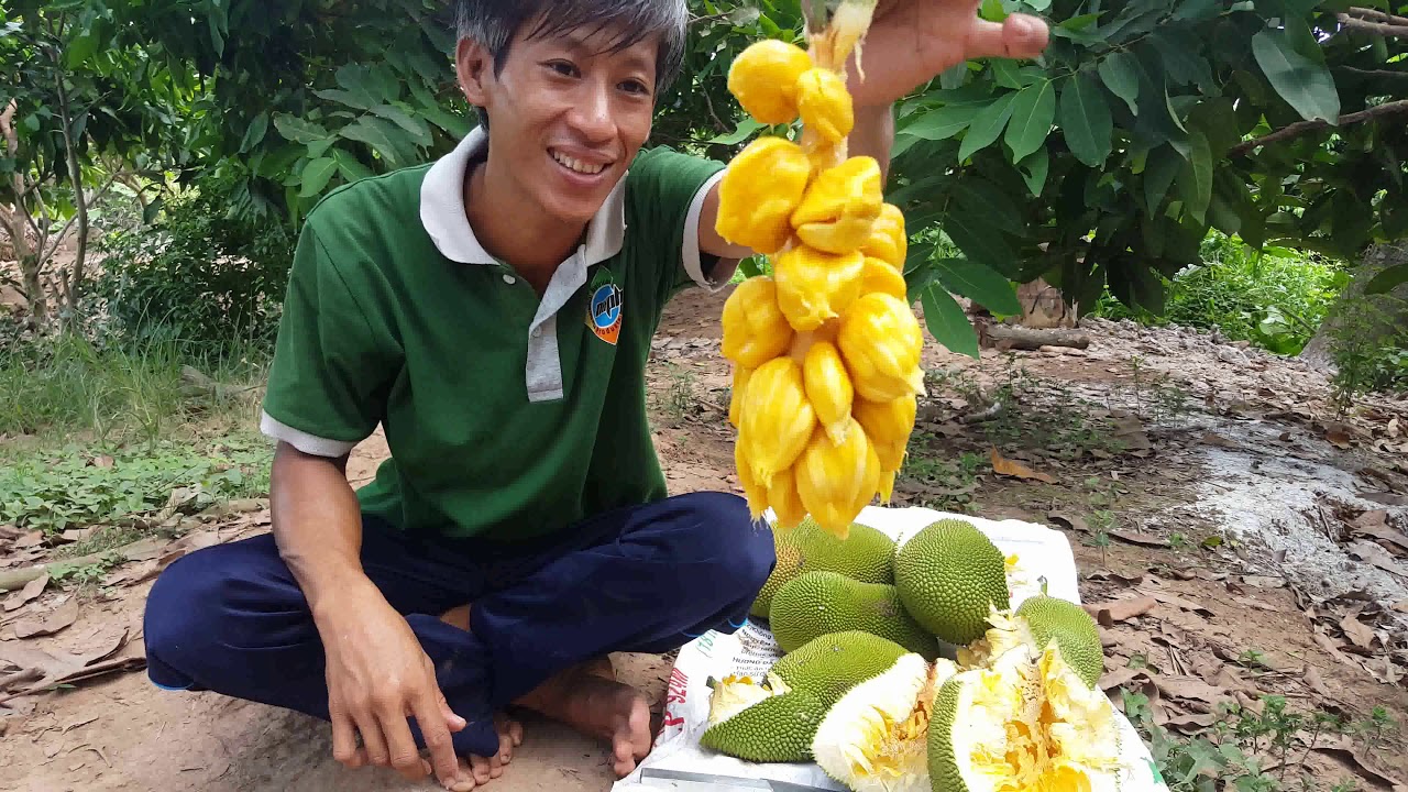 mít tố nữ tại Tiền Giang Việt Nam ăn rất ngon và ngọt. - YouTube