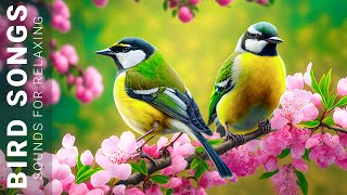 Birds Singing Music - 1 Hour Bird Sounds Relaxation, Soothing Nature Sounds, Birds Chirping