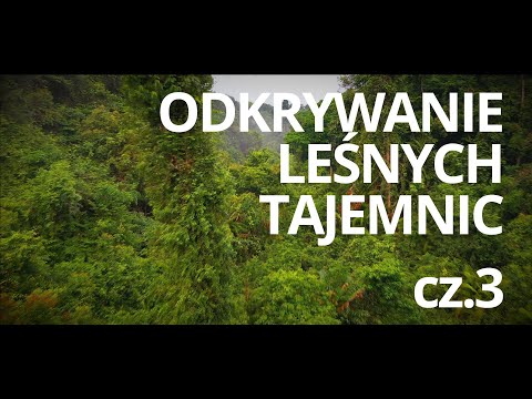 Wideo: Zobacz Najstarszy Las Kopalny Na Ziemi Ma 386 Milionów Lat! - Alternatywny Widok