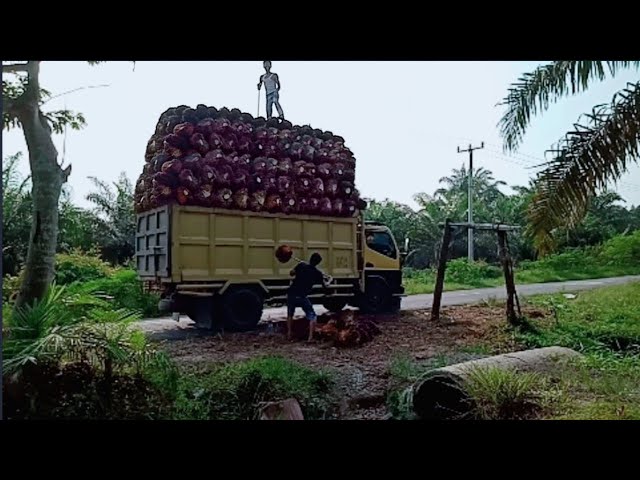 Muat sawit kecil, sampai gunung pindah class=