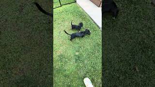 Dogs sharing a stick