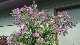 Native asters and goldenrods - beautiful and beneficial Net Worth