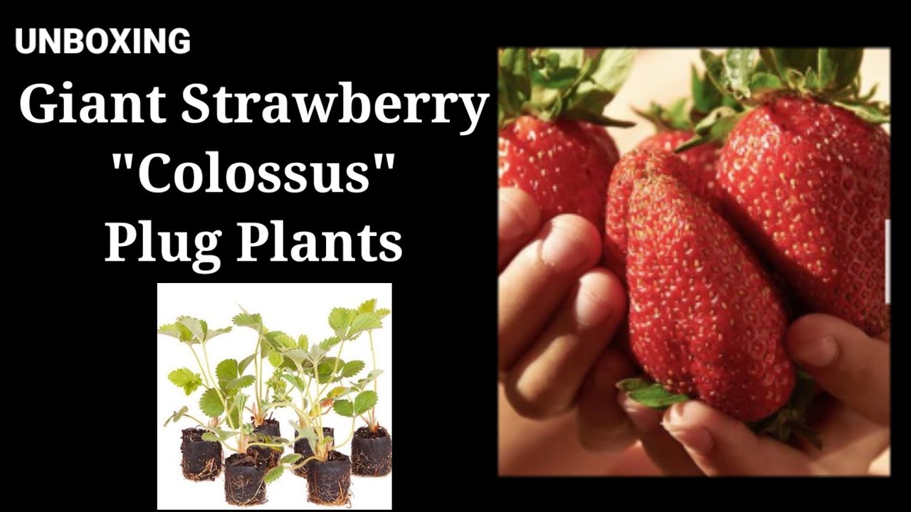 5X Giant Strawberry Plug Plants Sweet Colossus PRE-ORDER