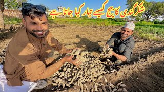 Shakerqandi  Sweet Potato 🍠 Ka Beej Kase Tayar Kia Jata Hai.? 