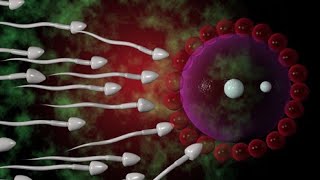 fertilization- Ovum Attracts Sperm   ( 3D animation) screenshot 2
