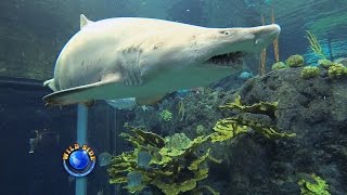 aquarium florida shark