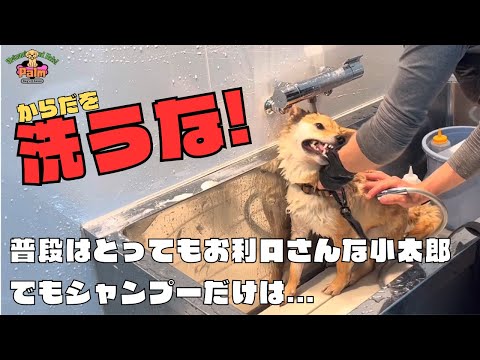 シャンプーになるとキャラ変?防具あってよかった2回目柴犬グルーミング