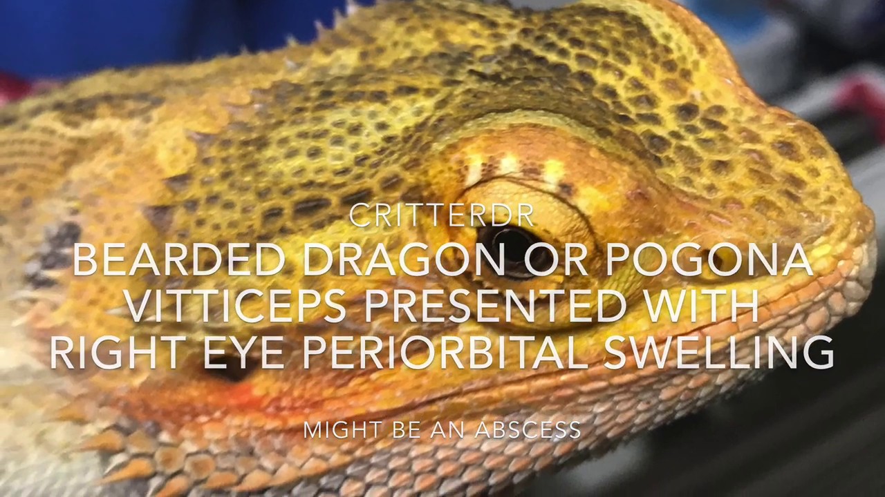 Bearded Dragon Swollen Eyes