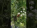 #explore فراشة بألوان زاهية