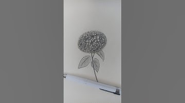 cách vẽ hoa Cẩm Tú Cầu đơn giản