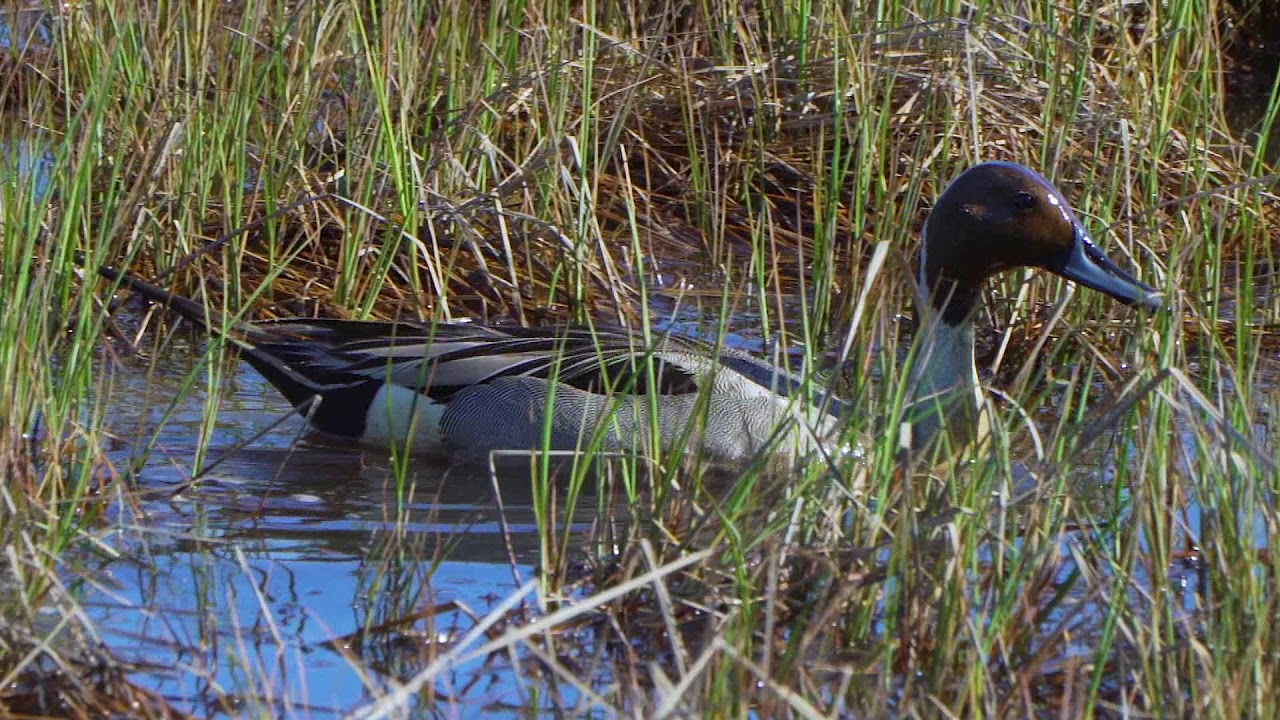 180603 Pintail 