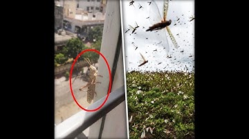 Swarm of locusts attack pan India, farmers worried as locusts devour everything in their path