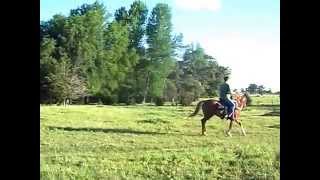 Can't Resist Krymsun 3 yr old APHA 14h filly.