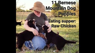 Hardy Bernese puppies eating chicken