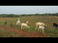 Savera farms free range goats