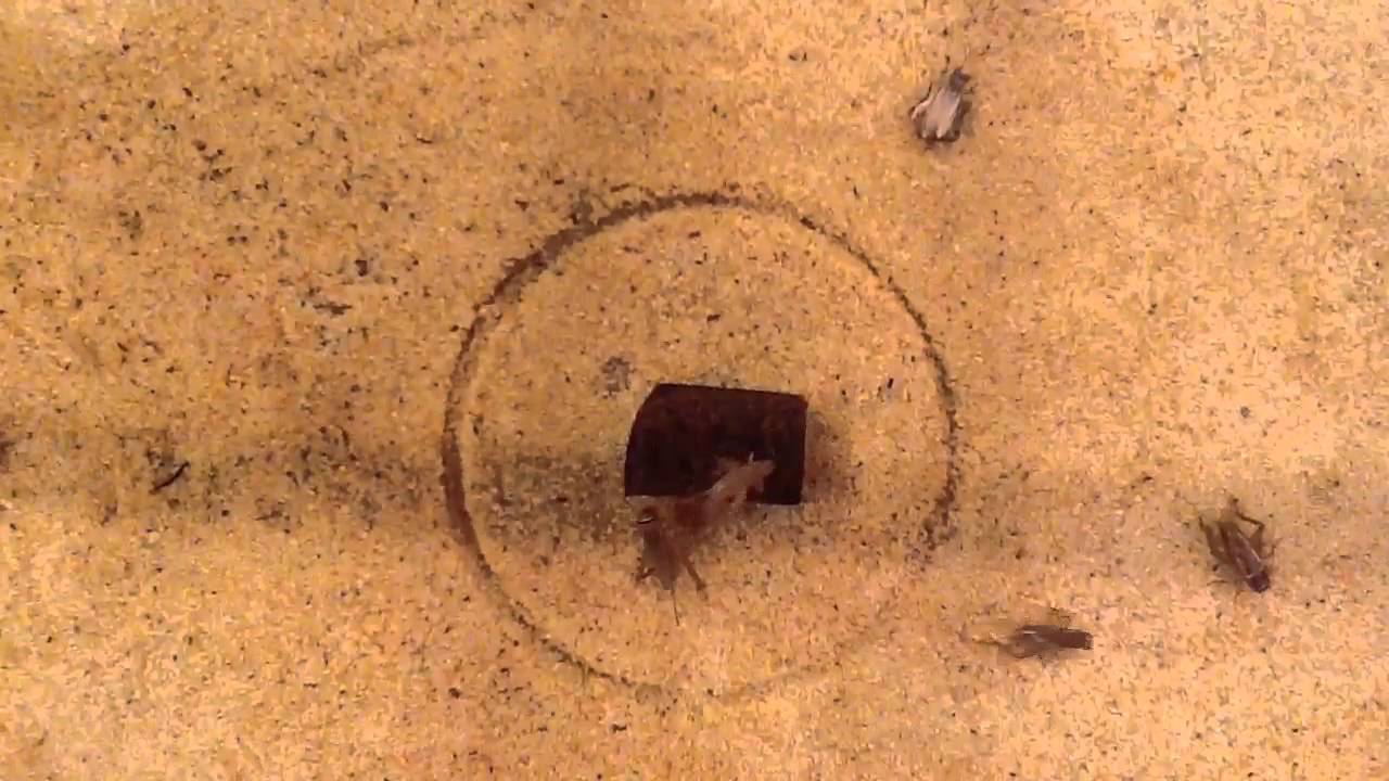 9th Grade Science Experiment (Do Different Smells Effect A Crickets Behavior?) By Jillian