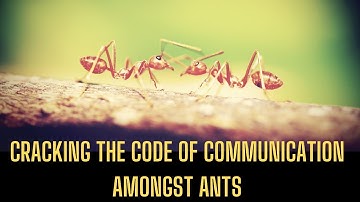 How Ants Communicate With Each Other?