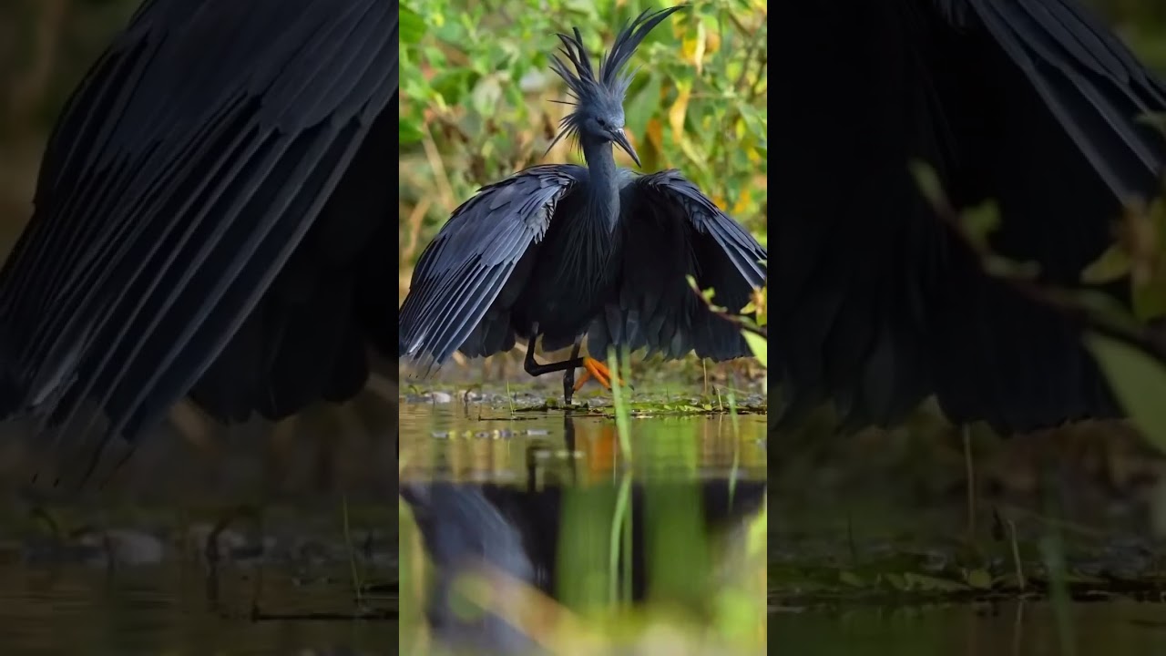 Bird-Black Heron | Nature