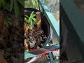 Cassava cuttings powered by worm castings🤙🪱
