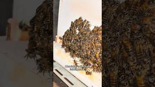 Incredible Bee Intelligence: Living Thermostat Cluster! #Shorts #bee #naturesecrets