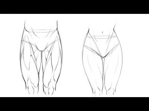 How to Draw Dynamic Anatomy - Step by Step