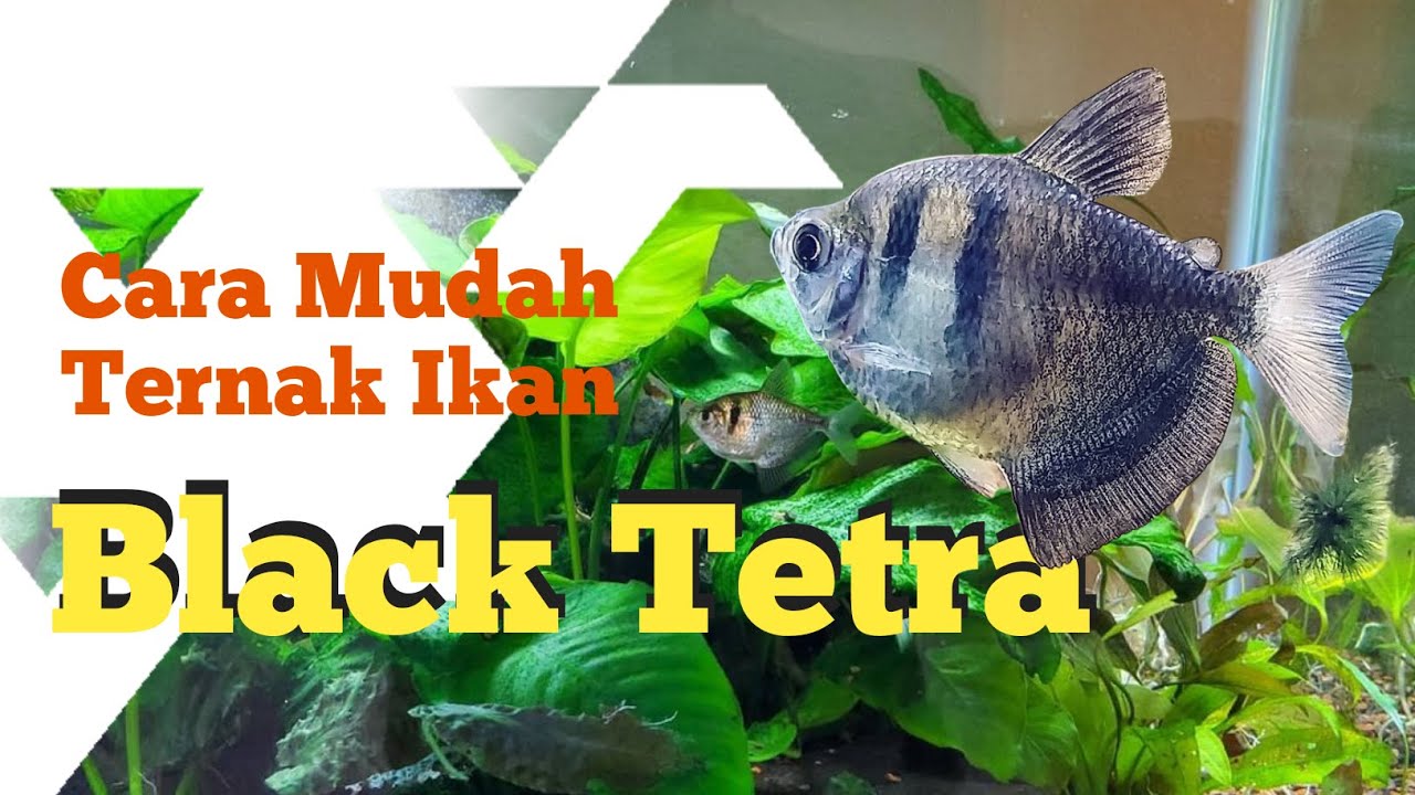 Cara Mudah Ternak Ikan Black Tetra 