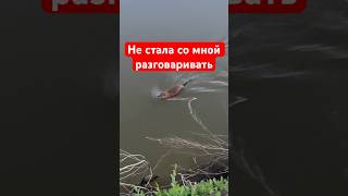 Ондатры такие молчаливые😂 #ондатра #крыса #водныймир #природа #рыбалка