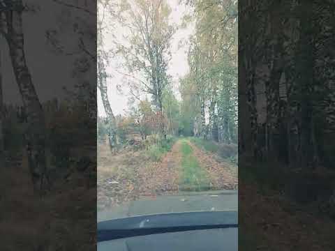 Как проехать через лес. Скоростной пробег по лесной дорожке, #скорость #лес #100