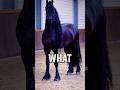 The Majestic Friesian Horse 🖤🐎 | The Most Beautiful Horse in the World #horse #shorts #free
